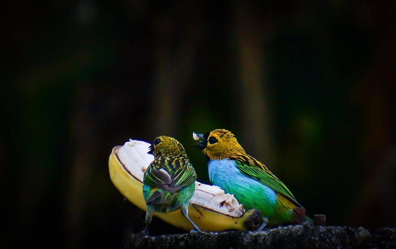 Casa Rosa Lumiar, Cachoeira Particular E Fazendinha ภายนอก รูปภาพ